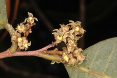 Nothopegia racemosa
